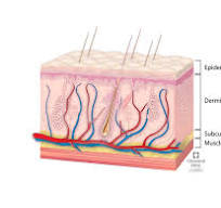 Integumentary System